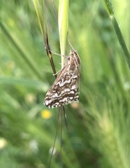 Evergestis frumentalis