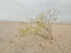 Haplophyllum tuberculatum