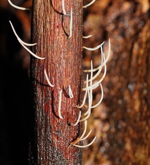 Pterulicium gracile
