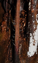 Pterulicium gracile
