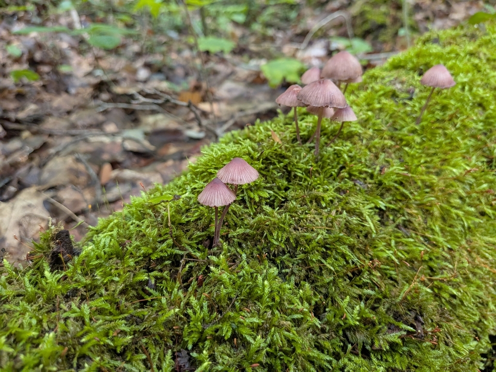 Bleeding Fairy Helmet · August 2026 · photo: Photo: (c) Kalvin Chan, some rights reserved (CC BY) · iNaturalist