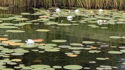 American white waterlily