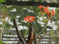 Jatropha podagrica