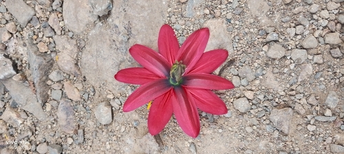 Passiflora antioquiensis