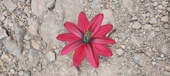 Passiflora antioquiensis