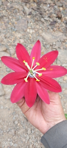 Passiflora antioquiensis, photograph 1
