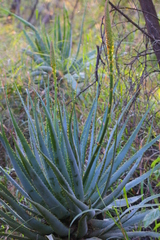 Aloe mutabilis