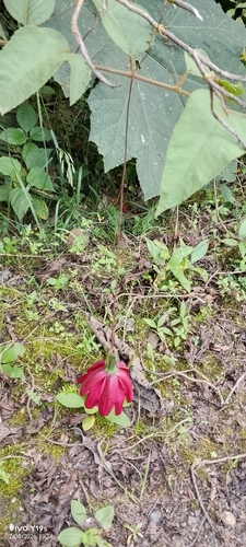 Passiflora antioquiensis, photograph 2