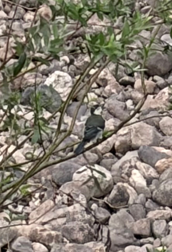 Asian Tit