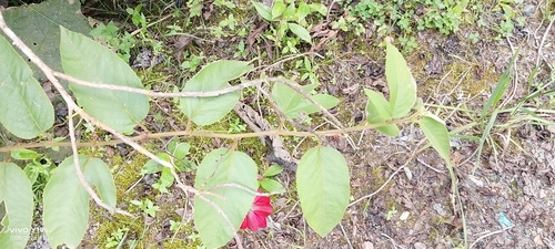 Passiflora antioquiensis, photograph 3