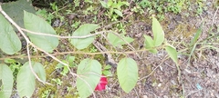 Passiflora antioquiensis, photograph author not stated, no rights reserved