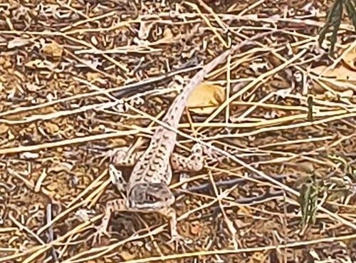 Tropidurus cocorobensis