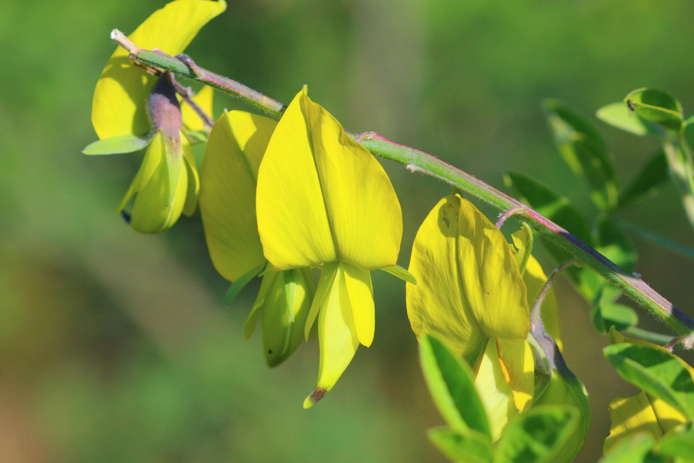 Crotalaria agatiflora