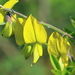 Canary Bird Bush - Photo (c) tjeerd, some rights reserved (CC BY-NC), uploaded by tjeerd