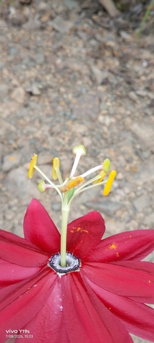 Passiflora antioquiensis, photograph 4
