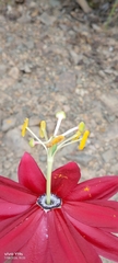 Passiflora antioquiensis, photograph author not stated, no rights reserved