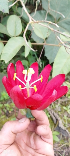 Passiflora antioquiensis, photograph 5