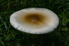 Amanita loosei