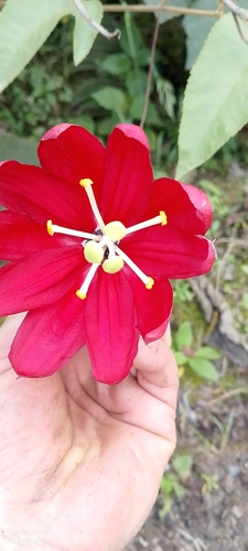 Passiflora antioquiensis, photograph 6