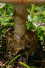 Amanita loosei
