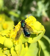 Chloromyia