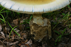 Amanita loosei