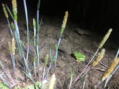 Hyla japonica