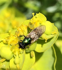 Chloromyia