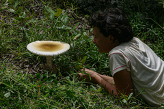 Amanita loosei
