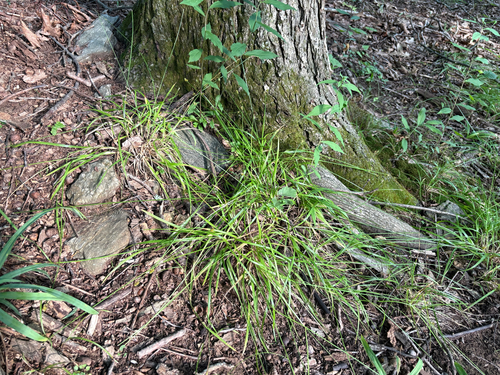 Carex cephalophora, 2026-08-07