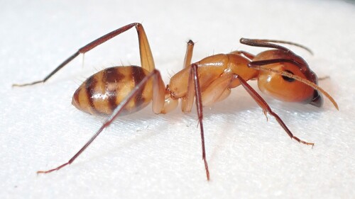 Hawaiian Carpenter Ant photo 6