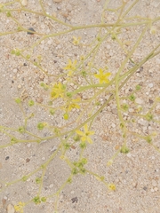 Haplophyllum tuberculatum