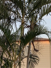 Melithreptus