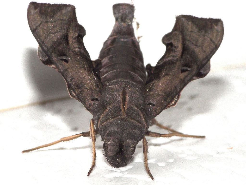 Neogurelca hyas