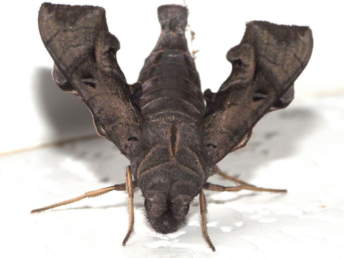 Neogurelca hyas
