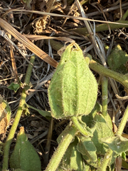Physalis hederifolia