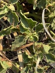 (c) Samuel Buckner, some rights reserved (CC BY) Physalis hederifolia, photograph (c) Samuel Buckner, some rights reserved (CC BY)
