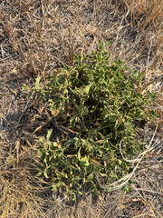 (c) Samuel Buckner, some rights reserved (CC BY) Physalis hederifolia, photograph (c) Samuel Buckner, some rights reserved (CC BY)