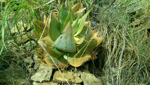 Aloe image