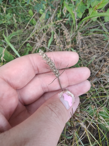 Plantago aristata, photograph 3