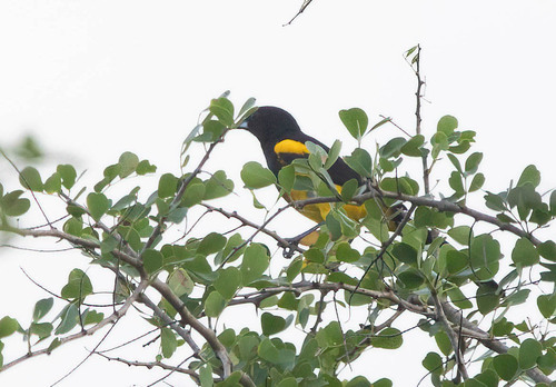 Black-cowled Oriole