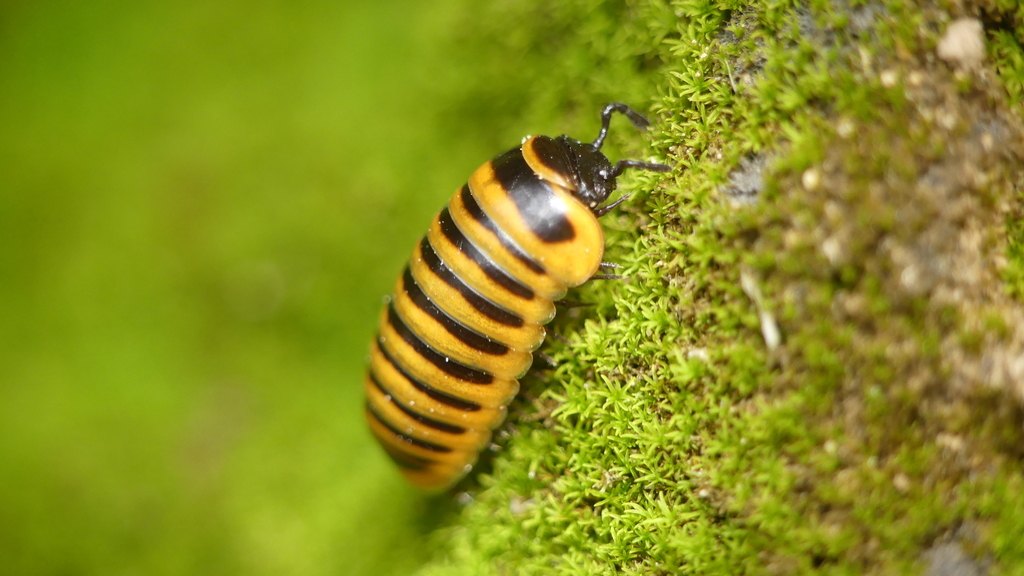 orange banded pill millipede