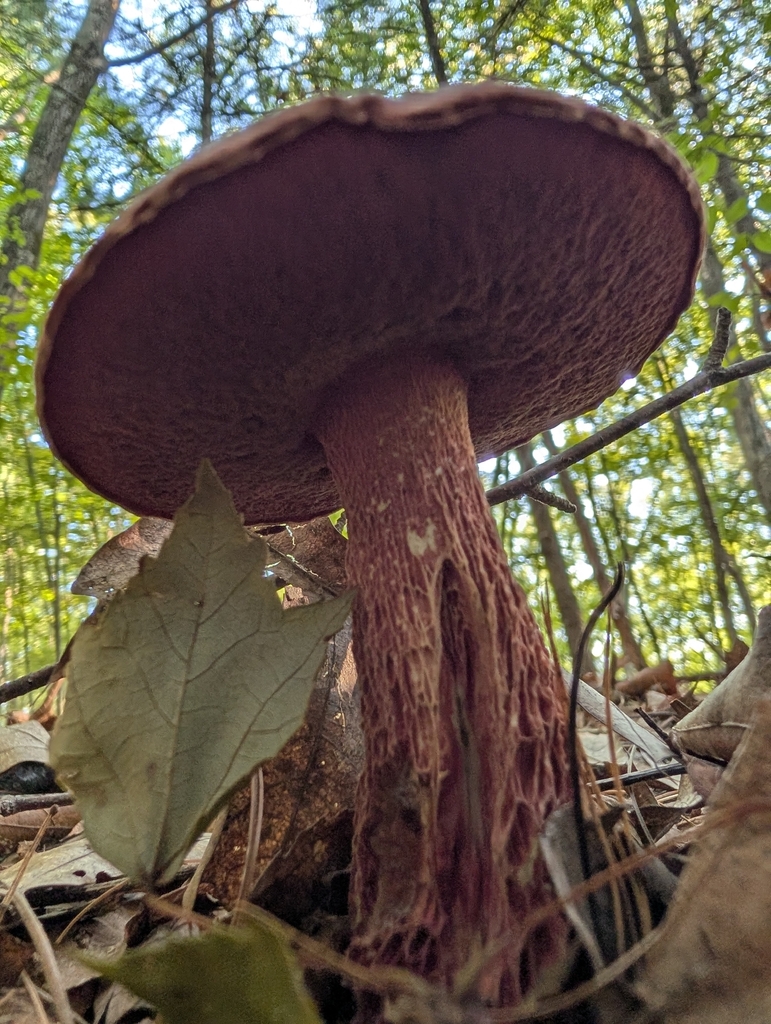 Frost's Bolete · August 2026 · photo: Photo: (c) Zac Peterson, some rights reserved (CC BY) · iNaturalist