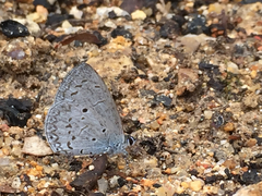 Celastrina lavendularis