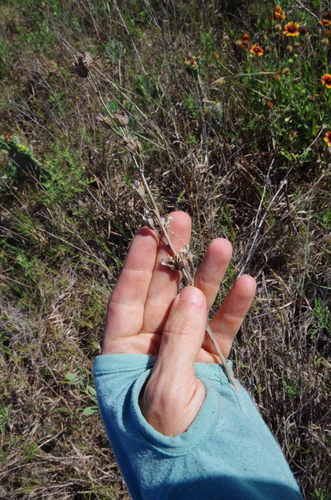 Image of Echeandia texensis by (c) Eric Knight, some rights reserved (CC BY)