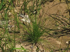 Isolepis carinata