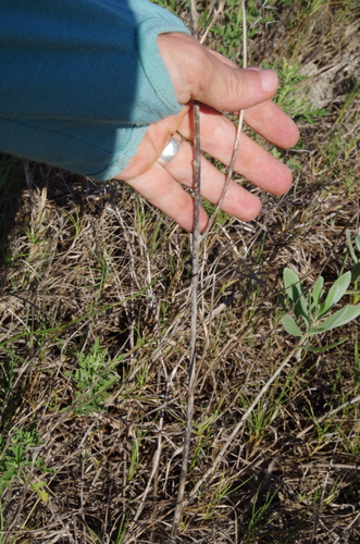 Image of Echeandia texensis by (c) Eric Knight, some rights reserved (CC BY)
