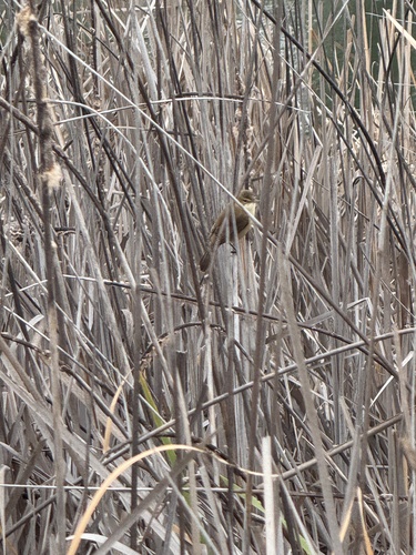 Australian Reed Warbler