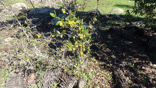 Berberis chilensis