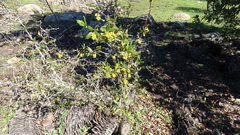 Berberis chilensis